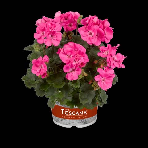 ゼラニウム 栄養系 トスカーナ ピンク